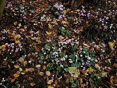 Cyclamen hederifoliumen sous-bois dans le centre de la Belgique.