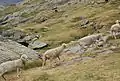 Tarasconnaises en estive dans le cirque d'Estaubé (Hautes-Pyrénées)