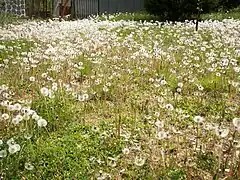 Taraxacum sp.