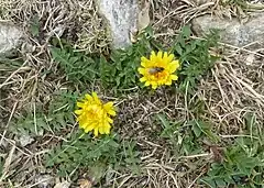 Description de l'image Taraxacum_dissectum_(Mariaille).jpg.