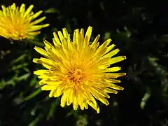 Taraxacum officinale - 09h00 à 17h00