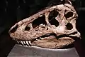 Moulage de fossile de Tarbosaurus. 70 M. années. À toucher