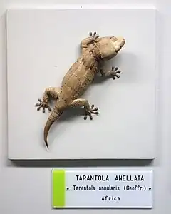 Description de l'image Tarentola annularis - Museo Civico di Storia Naturale Giacomo Doria - Genoa, Italy - DSC03189.JPG.