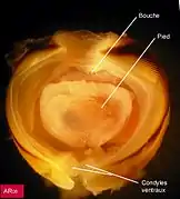 Taret (Lyrodus pedicellatus) : région antérieure vue de face, montrant la coquille, le pied et l'orifice buccal.