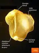 Taret (Lyrodus pedicellatus), valve droite, face interne.