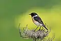 Saxicola rubicola mâle dans le parc.