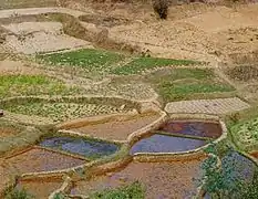 Culture de taro à Madagascar.