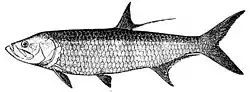 Description de l'image Tarpon.jpg.