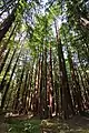 Bosquet de sequoias