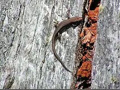 Description de l'image Tasmanian Tree Skink, Cradle Mt.jpg.