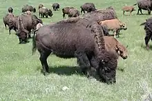 Un troupeau de bisons dans le parc d'État Custer.
