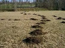 Photographie de taupinières alignées dans un champ en hiver.