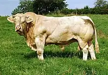 Photo couleur d'un bovin mâle blanc, charpenté et musclé dans un pâturage.