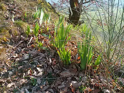 Iris germanica au sommet du rocher de Roquelaure.
