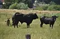 Larwin (centre) : 50% Sayaguesa, 37,5% Heck, 12,5% Chianina ; vache à droite : Heck × Sayaguesa.