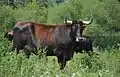 Vache Taurus dans la réserve naturelle de Lippeaue en Allemagne.