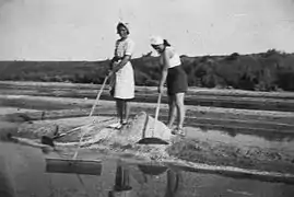 Travaux dans les marais salants de la Girvière, années 1940.