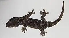 Description de l'image Tawa gecko Gekko tawaensis.JPG.