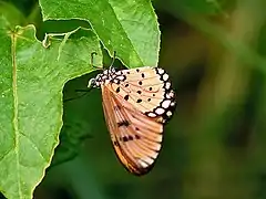 Acraea terpsicore.