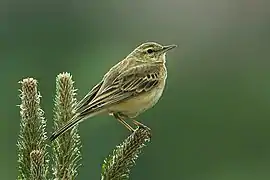 Pipit Rousseline.