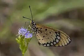 Acraea terpsicore femelle dans le อุทยานแห่งชาติสิรินาถ (th), dans la province de Phuket, Thaïlande.