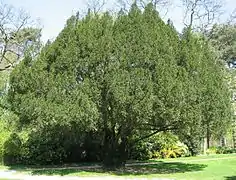 If commun (Taxus baccata).