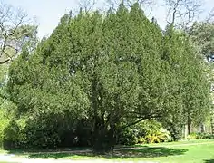 Taxus baccata laissant apparaitre un tronc orthotrope autour duquel s'organisent des axes secondaires plagiotropes.