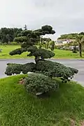 If commun dans les jardins de l'hôtel Les Pagodes de Beauval à Seigy, France.