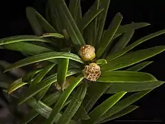 Fleurs d'if mâle. Jardin des plantes de Toulouse.