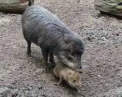 Pécari touchant le dos de son petit avec son museau