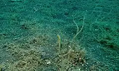 Description de l'image Taylor's Garden Eel (Heteroconger taylori) (8457043678).jpg.