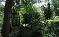 Quelques palmiers du jardin botanique