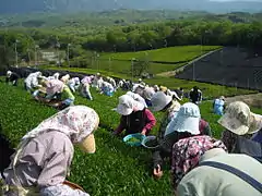 Cueillette manuelle de thé dans le village de Minamiyamashiro, préfecture de Kyoto.