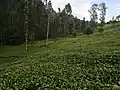 Plantation de thé.