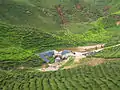 Plantation de thé dans la province du Pahang