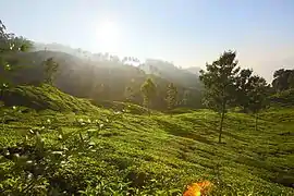Du fait de leur cadre verdoyant, frais et insolite, les plantations de thé sont devenues une attraction à part entière.