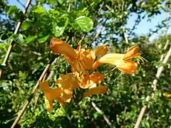 Tecoma capensis