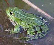 Grenouille verte (Pelophylax kl. esculentus) (Europe)