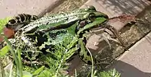 Grenouille comestible mangeant un de ses congénères