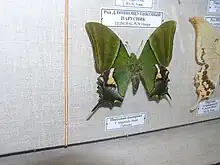 Papillon Teinopalpus imperialis