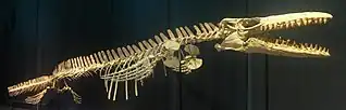 Squelette reconstruit de Mosasaurus beaugei