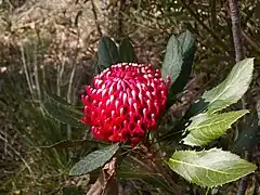 Description de l'image Telopea aspera inflorescence.JPG.