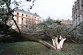 Chêne vert abattu à Toulouse.