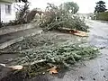 Arbres soufflés par la tempête en France.