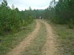 Traversée d'une grande forêt de pins noirs dans les causses.