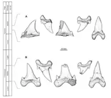 Schéma montrant les différences morphologiques dentaires de Cardabiodon ricki (B) et Cardabiodon venator (A).