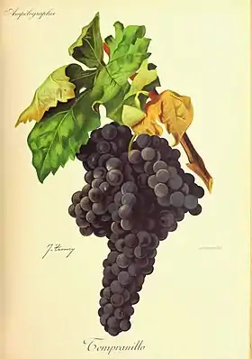 Tempranillo