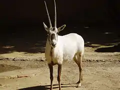Oryx d'Arabie au zoo de Jerez de la Frontera, Espagne.