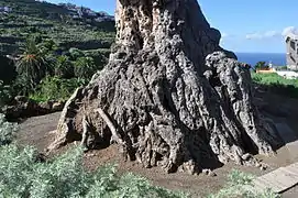 Le pied de l'arbre.