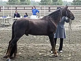 Cheval Tennessee Walker au modèle